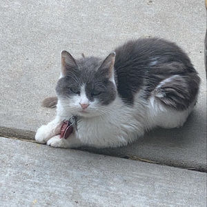 Meet your Posher, Sydney